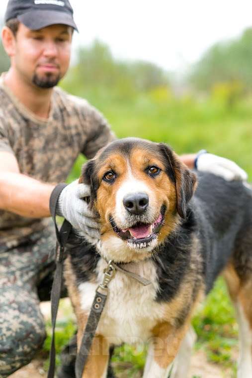 Собаки в Воскресенске: Большой Бим с большим сердцем в поисках дома! Мальчик, Бесплатно - фото 2