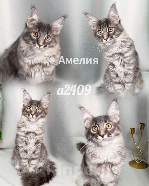 Кошки в Норильске: Девчули красотули Девочка, 20 000 руб. - фото 3