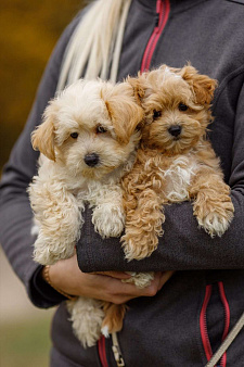 Щенок мальтипу ф1 мальчик