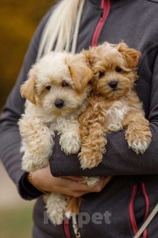 Собаки в Москве: Щенок мальтипу ф1 мальчик Мальчик, 110 000 руб. - фото 1
