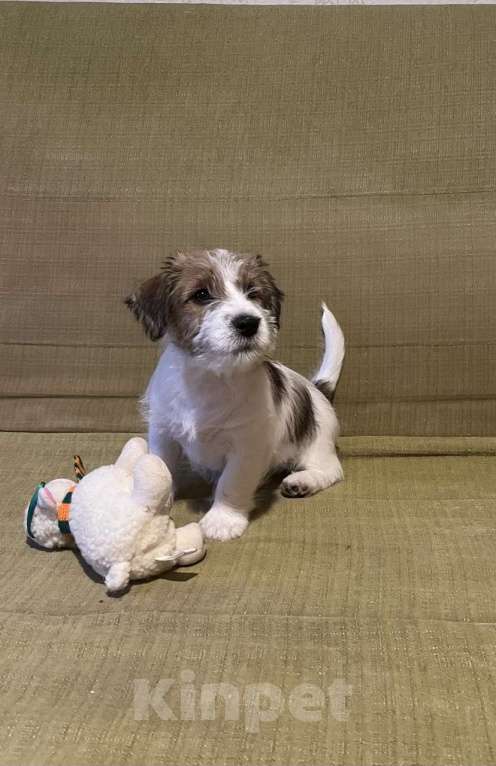 Собаки в Москве: Джек Рассел Жесткошерстный Мальчик, 35 000 руб. - фото 1