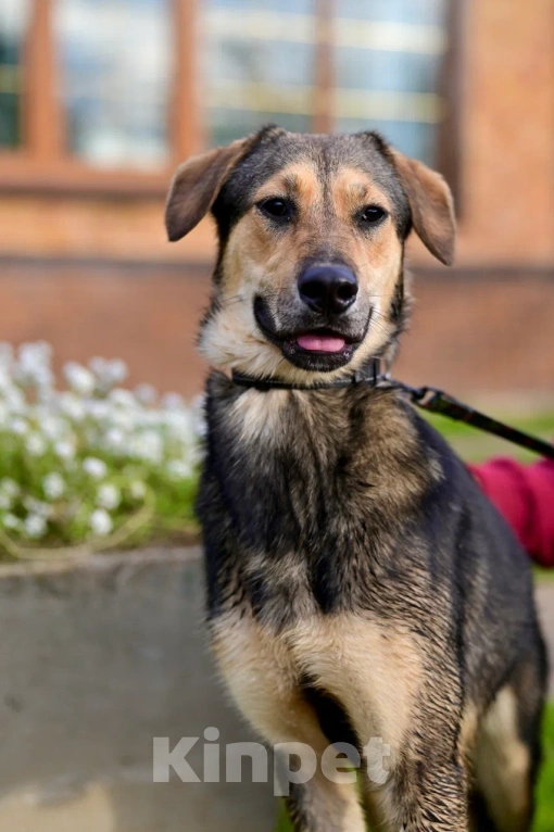 Собаки в Красногорске: Самый уютный щенок Перчик , 1 год Мальчик, Бесплатно - фото 1
