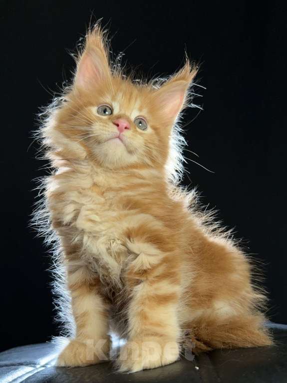 Кошки в Москве: Vendetta Ventura-House.com Девочка, 90 000 руб. - фото 5