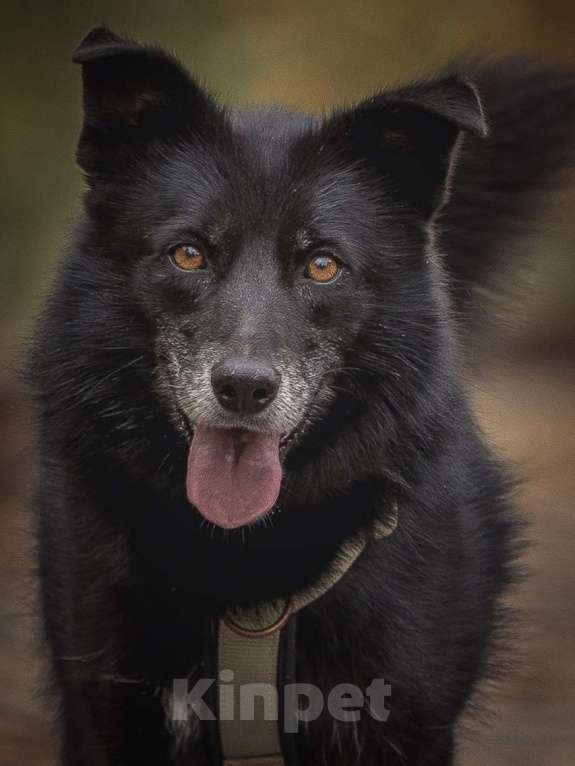 Собаки в Москве: Ника собака из приюта в поиске дома Девочка, Бесплатно - фото 2