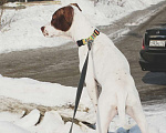 Собаки в Новокузнецке: Подрощенная малышка американского питбультерьера в Девочка, 25 000 руб. - фото 4