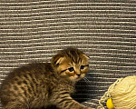 Кошки в Мур: Котята шотландской, Бесплатно - фото 4