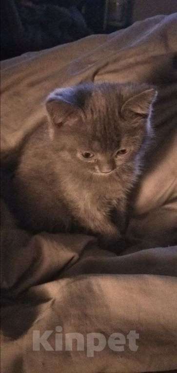 Кошки в Москве: Продается котенок . Девочка, 8 000 руб. - фото 1