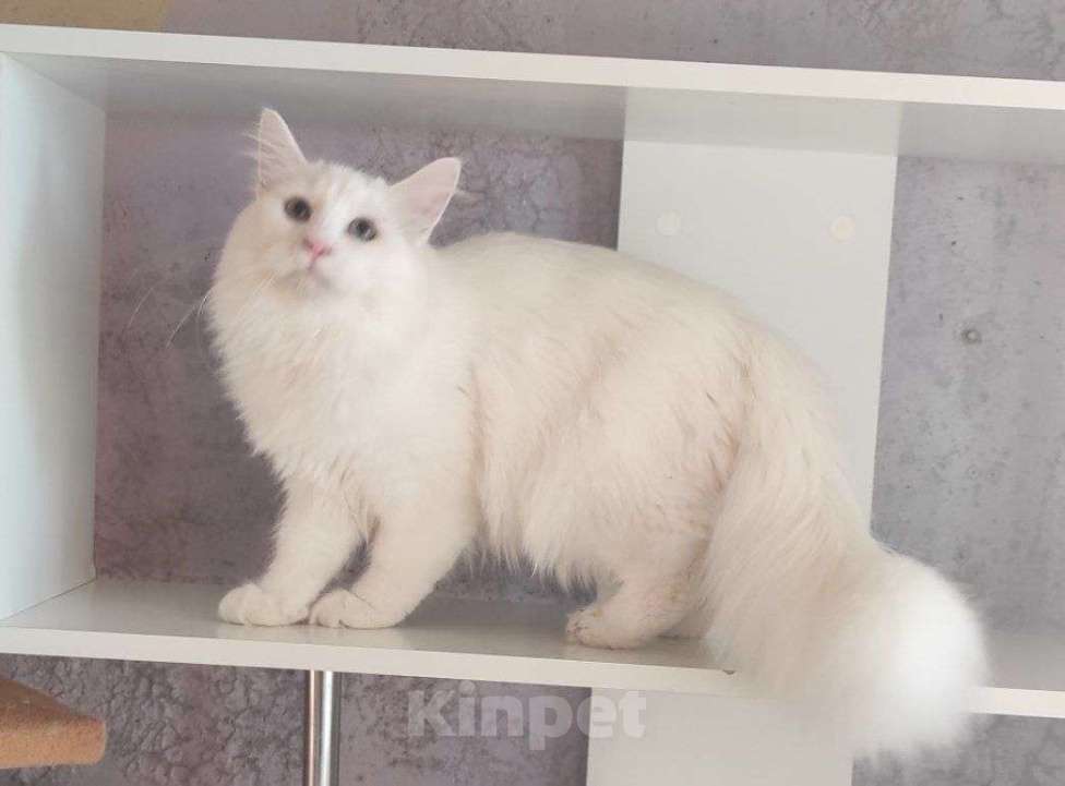 Кошки в Новосибирске: ♂️ Quinnie Мальчик, 50 000 руб. - фото 10