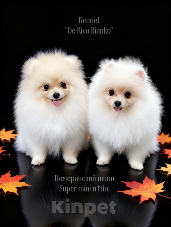 Собаки в Фокино: Мини мишки из питомника РКФ Девочка, 39 999 руб. - фото 1