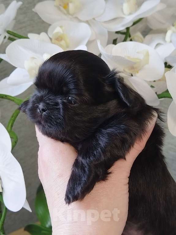 Собаки в других городах Московской области: Щенок ши тцу Мальчик, Бесплатно - фото 2