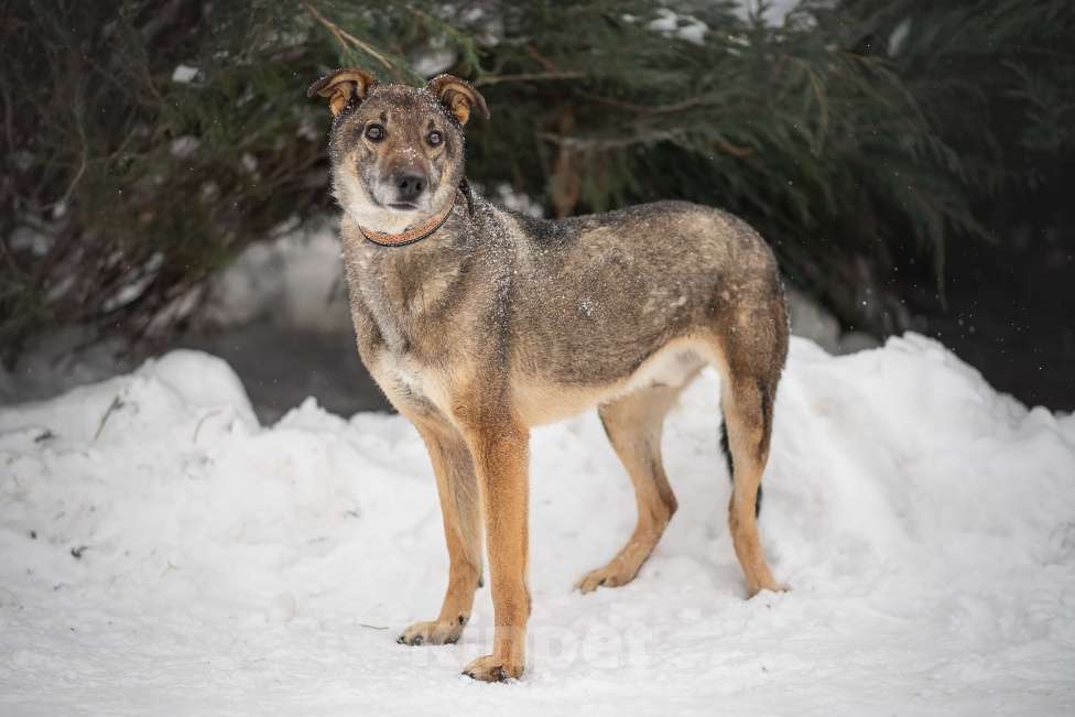 Собаки в Москве: Лори Мальчик, Бесплатно - фото 3