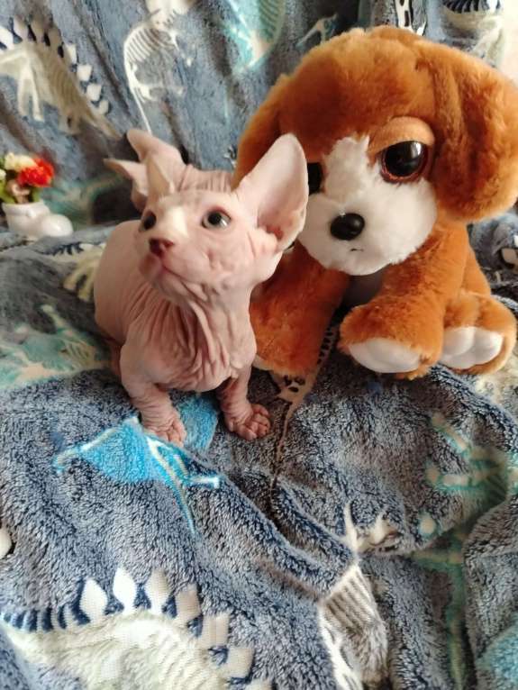 Кошки в Озерах: Продажа котят породы Двельф Мальчик, 30 000 руб. - фото 3