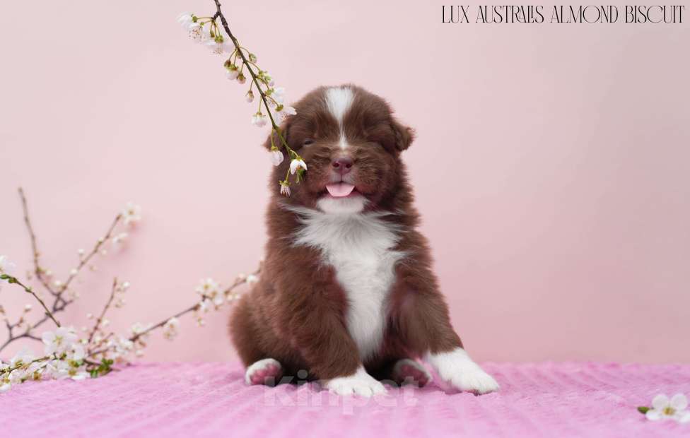 Собаки в Краснодаре: Щенок австралийской овчарки Мальчик, 100 000 руб. - фото 1