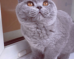 Кошки в Санкт-Петербурге: Британский котик Мальчик, 60 000 руб. - фото 3
