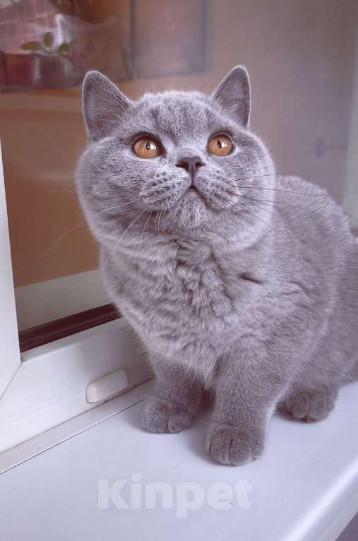 Кошки в Санкт-Петербурге: Британский котик Мальчик, 60 000 руб. - фото 3