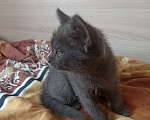 Кошки в Краснодаре: Котята в добрые руки Мальчик, Бесплатно - фото 7