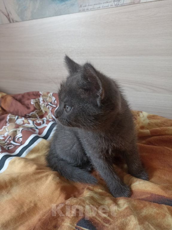Кошки в Краснодаре: Котята в добрые руки Мальчик, Бесплатно - фото 7