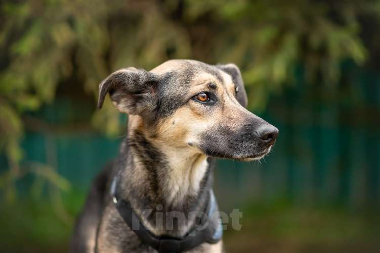 Собаки в Москве: Афродита Девочка, Бесплатно - фото 4