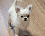 Собаки в Казани: Щенки чихуахуа с родословной Девочка, 45 000 руб. - фото 2