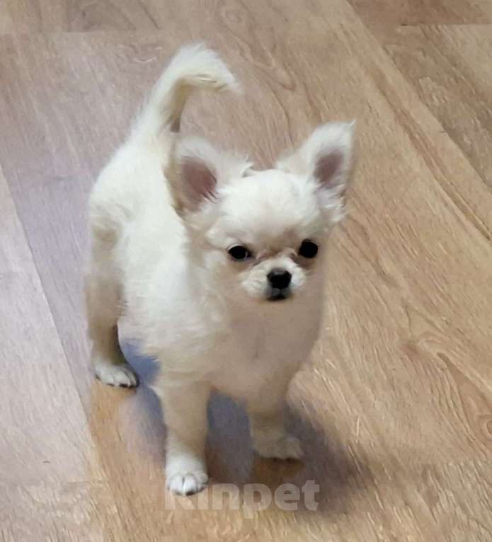 Собаки в Казани: Щенки чихуахуа с родословной Девочка, 45 000 руб. - фото 2