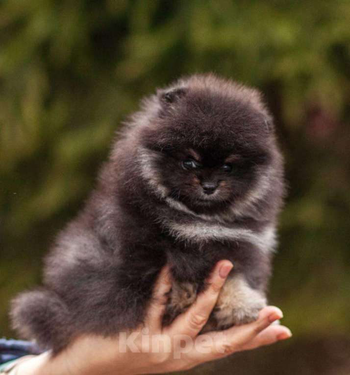 Собаки в Москве: померанский шпиц Девочка, 65 000 руб. - фото 4