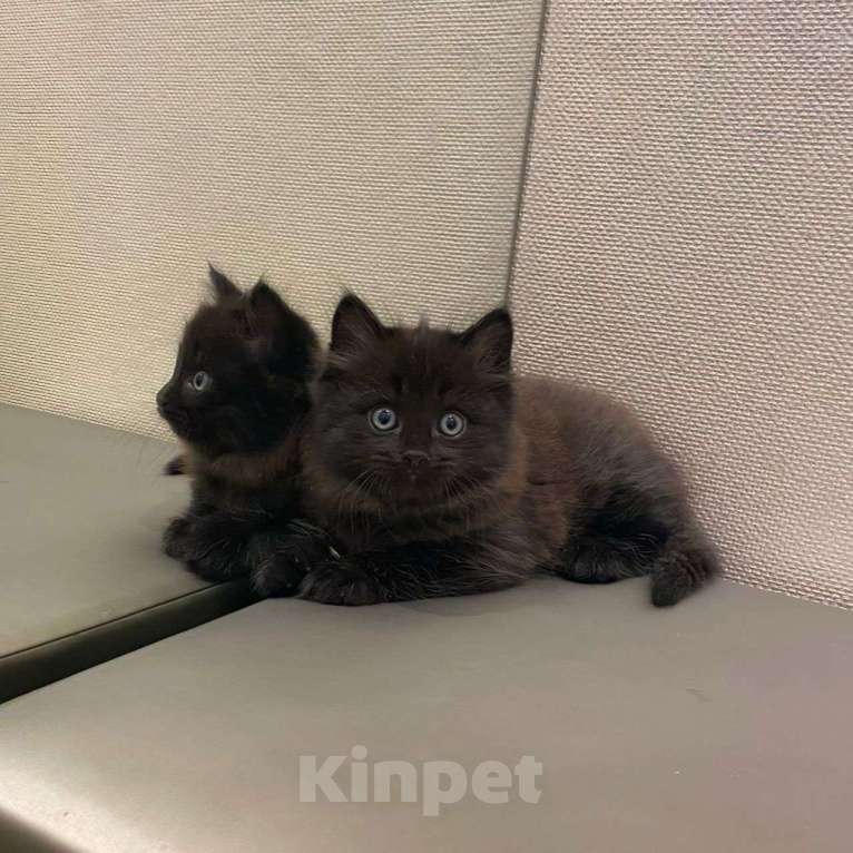 Кошки в Москве: Пушистый котенок в добрые руки Мальчик, Бесплатно - фото 2