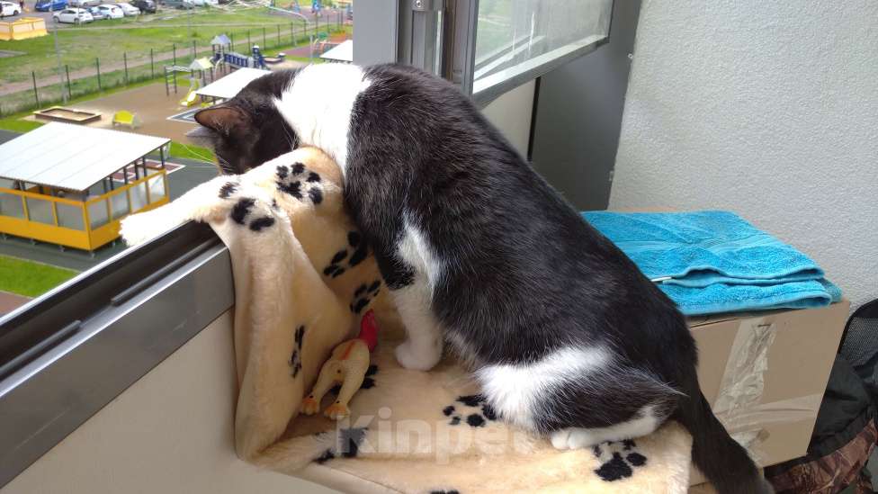 Кошки в Мурином: Кот в хорошие ркки Мальчик, 1 руб. - фото 6