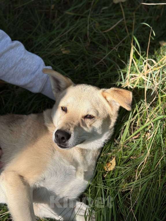 Собаки в Москве: Лунтик щенок с кривой лапкой Мальчик, Бесплатно - фото 8