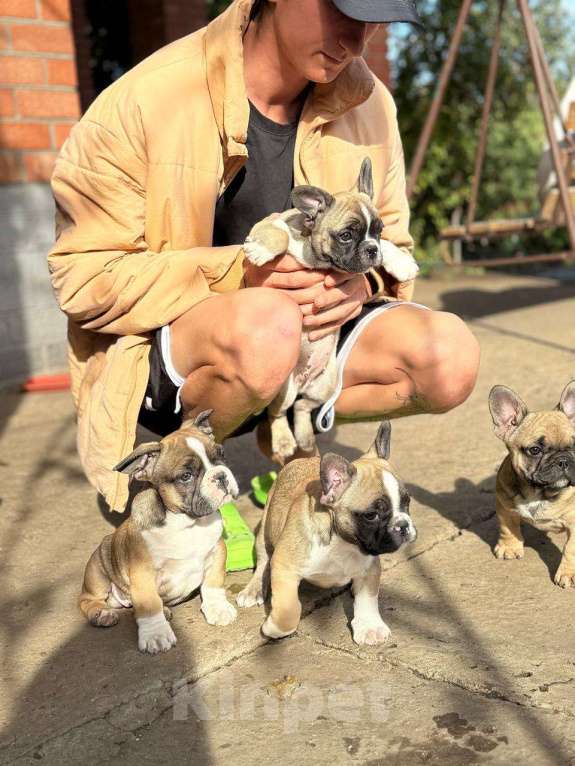 Собаки в Тимашевске: Щенки французского бульдога Мальчик, 20 000 руб. - фото 1