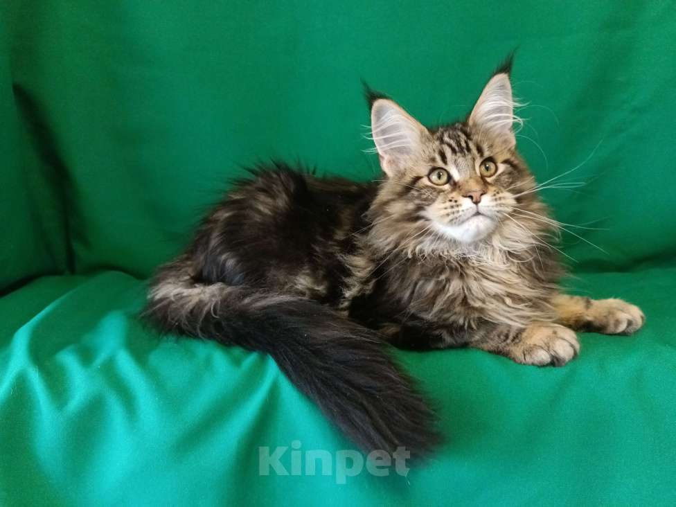 Кошки в других городах Владимирской области: Котенок мейн куе Мальчик, Бесплатно - фото 2