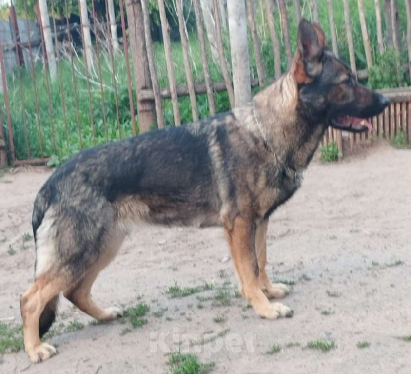 Собаки в Керчи: Щенки немецкой овчарки  Девочка, 70 000 руб. - фото 4