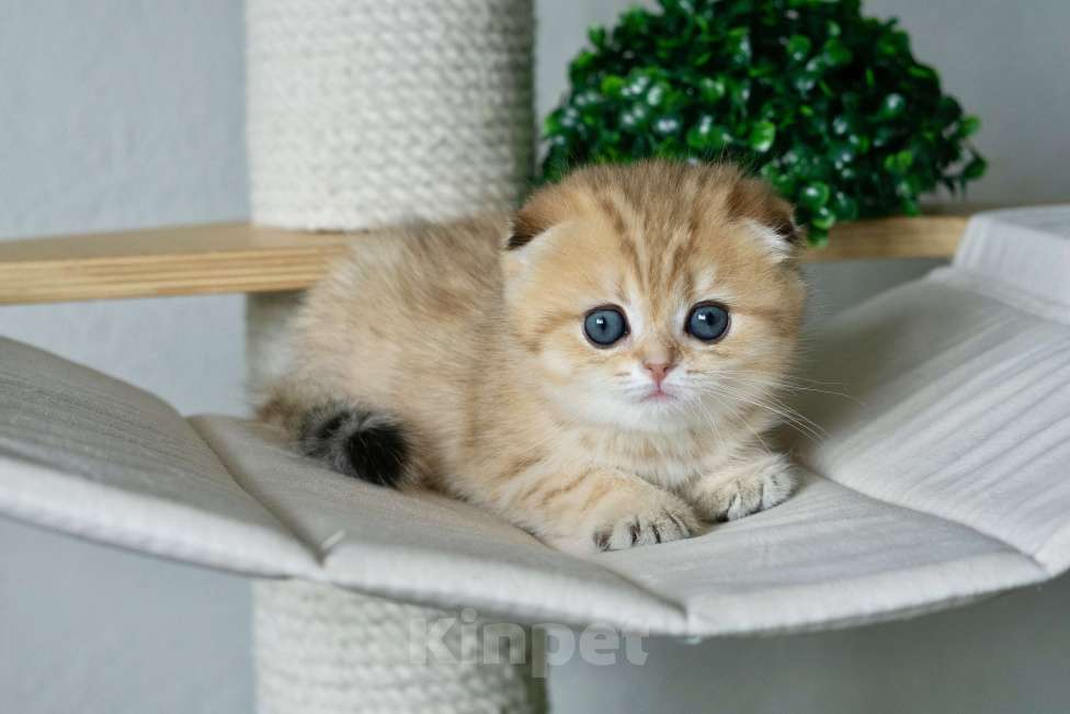 Кошки в Москве: Шотландская вислоухая красавица Девочка, 30 000 руб. - фото 2