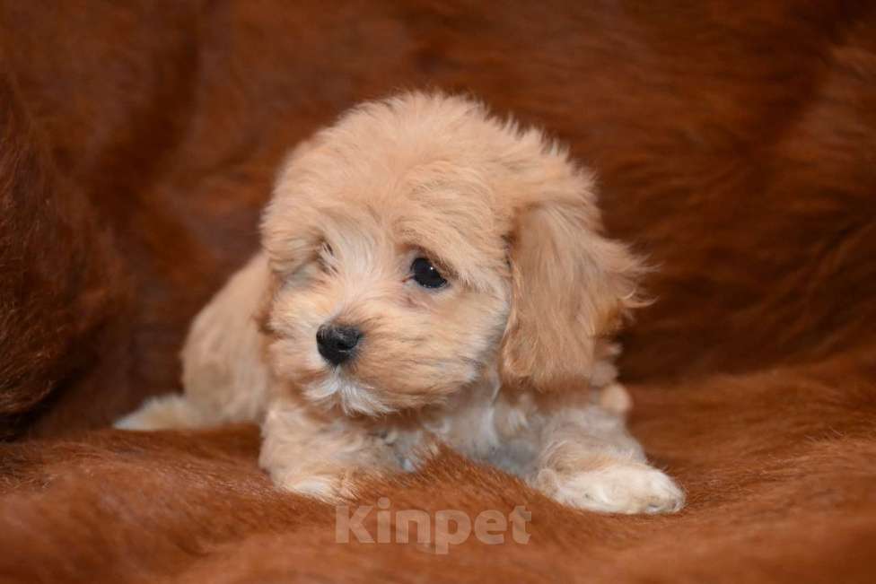 Собаки в Москве: Мальтипу мальчик Скай Мальчик, 100 000 руб. - фото 3