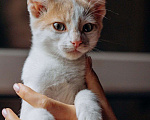 Кошки в Москве: Котята Симба и Пуфик ищут дом! Мальчик, Бесплатно - фото 2