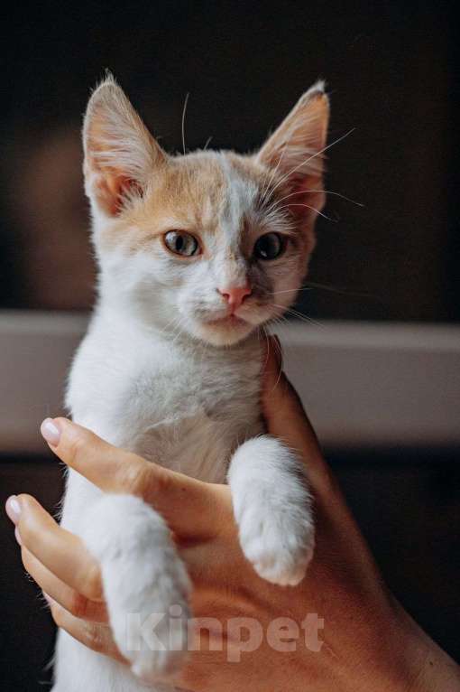 Кошки в Москве: Котята Симба и Пуфик ищут дом! Мальчик, Бесплатно - фото 2