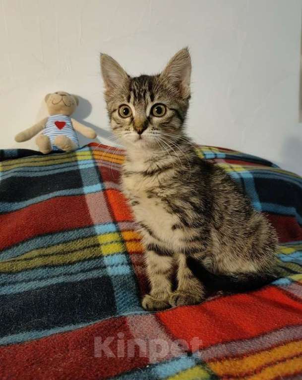 Кошки в Москве: Маленький котенок Фрея в добрые руки Девочка, Бесплатно - фото 5