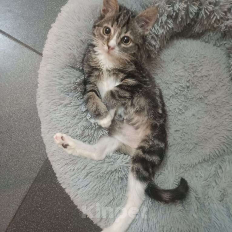 Кошки в Санкт-Петербурге: Ласковее малышей не бывает Мальчик, Бесплатно - фото 2