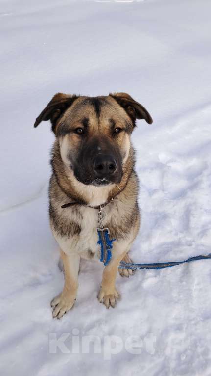 Собаки в других городах Московской области: Роки Мальчик, Бесплатно - фото 1