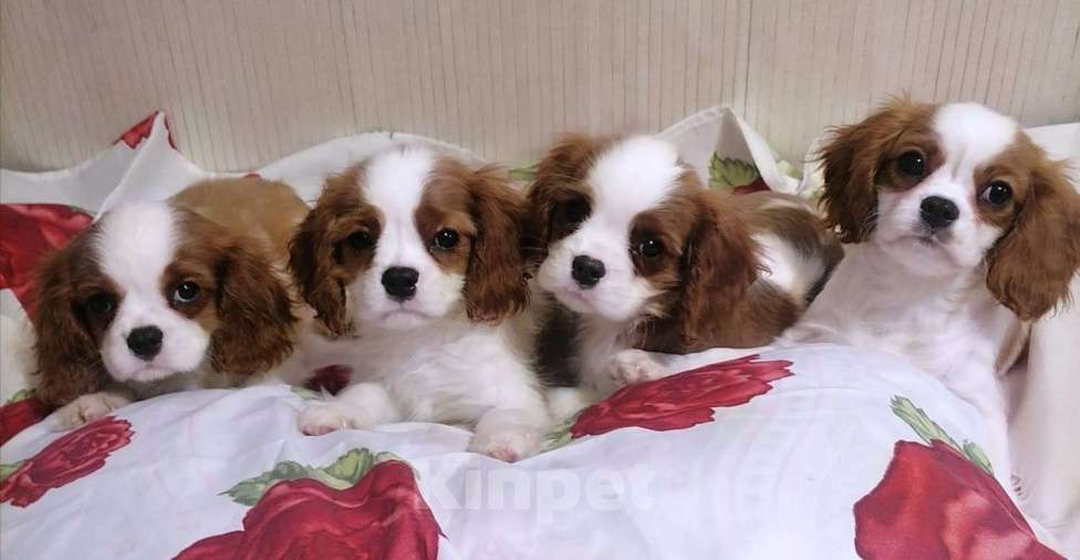 Собаки в Москве: Щенки Кавалер Кинг Чарльз спаниель 3 мес. Мальчик, 70 000 руб. - фото 2