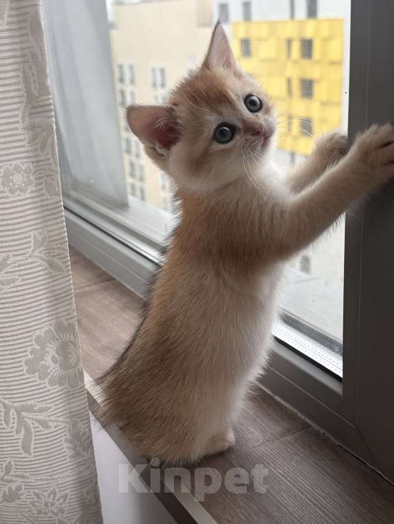 Кошки в других городах Московской области: Котенок золотая британская шиншилла Мальчик, 40 000 руб. - фото 3