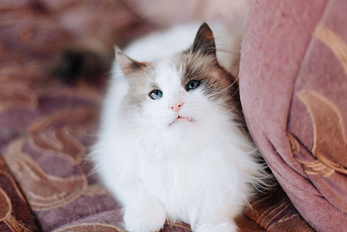 Объявление: Голубоглазая красавица кошка Каша ищет дом! Фенотип рэгдолл, Бесплатно, Москва