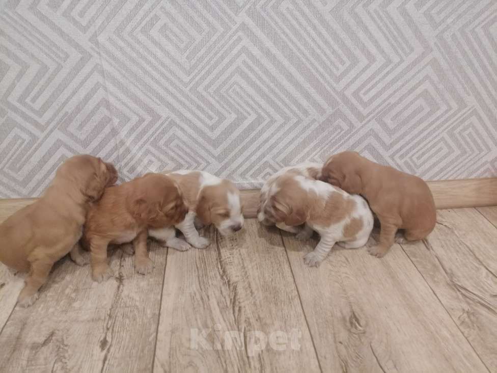 Собаки в Тобольске: Продам спаниеля  Мальчик, 10 000 руб. - фото 2