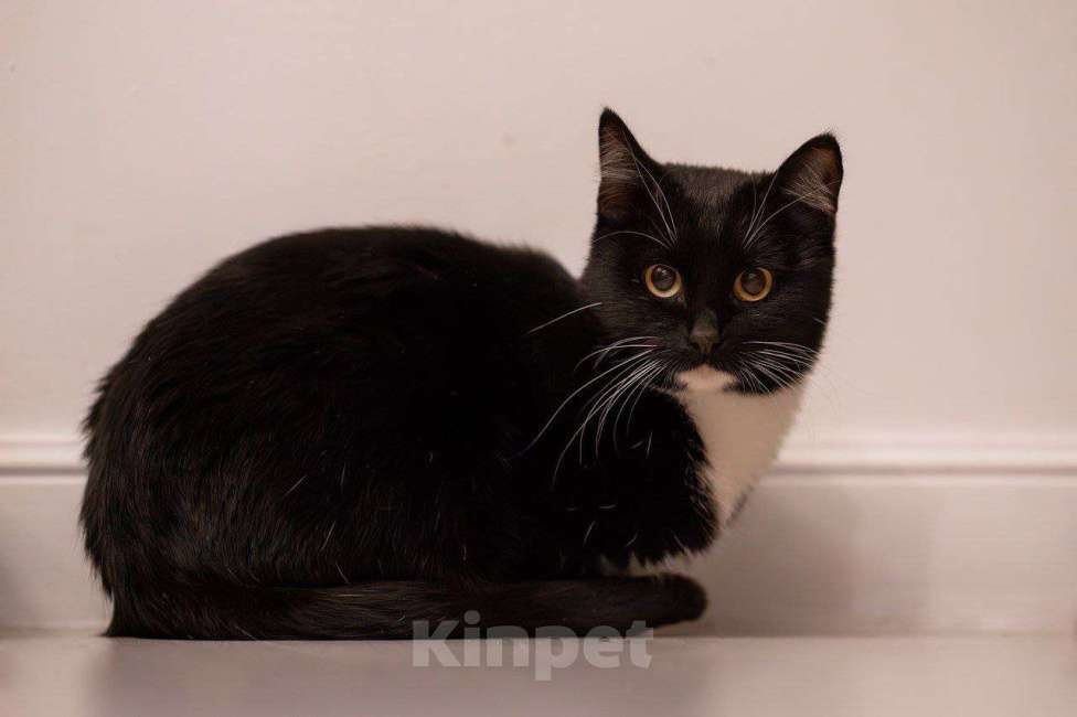 Кошки в Москве: Пульхерия научит вас спокойствию и уравновешенности Девочка, Бесплатно - фото 1