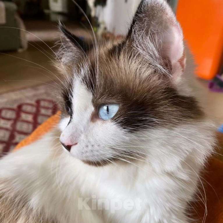 Кошки в Москве: Фиалку выкинули хозяева Девочка, Бесплатно - фото 2