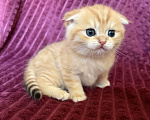 Кошки в Москве: Котик золотая шиншилла табби Мальчик, 30 000 руб. - фото 2