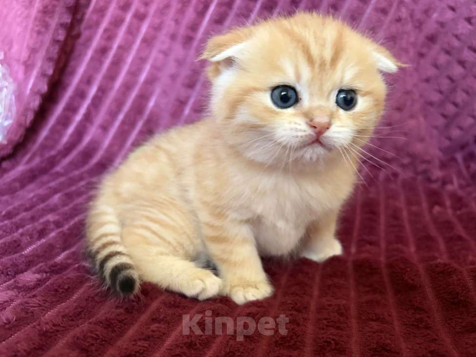 Кошки в Москве: Котик золотая шиншилла табби Мальчик, 30 000 руб. - фото 2