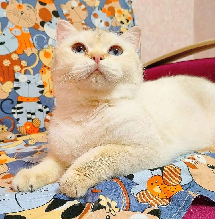 Кошки в Санкт-Петербурге: Золотая шиншилла поинт Девочка, 7 000 руб. - фото 1