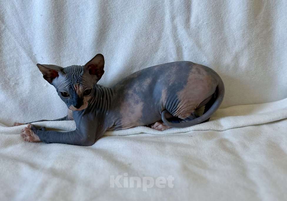 Кошки в Москве: Девочка канадского сфинкса  Девочка, 45 000 руб. - фото 4