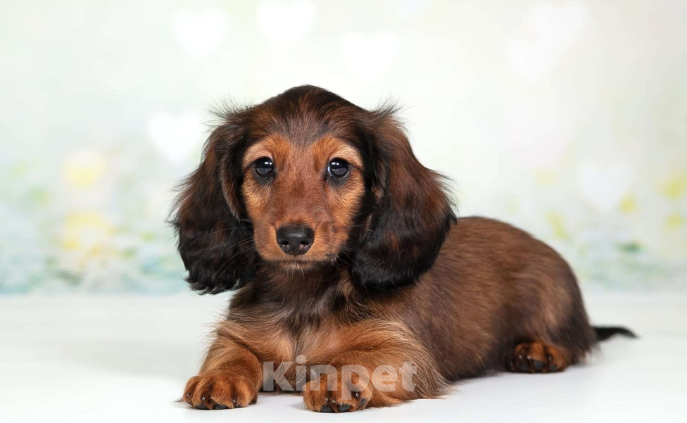 Собаки в Москве: Такса миниатюрная длинношёрстная Мальчик, Бесплатно - фото 3