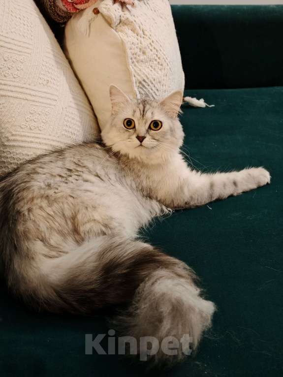 Кошки в Москве: Длинношертсная шотландская кошечка Девочка, 15 000 руб. - фото 4